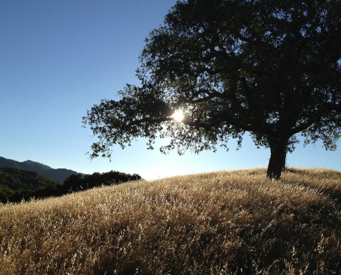 National Arbor Day on Friday, April 25, reminds us of the many benefits that trees have to offer. Photo: Pixabay/Creative Commons