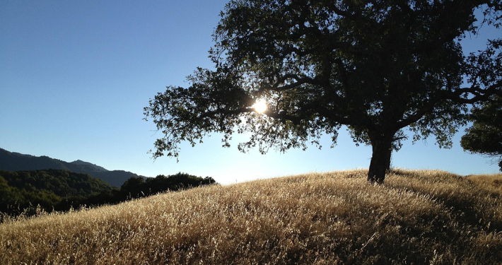 National Arbor Day on Friday, April 25, reminds us of the many benefits that trees have to offer. Photo: Pixabay/Creative Commons