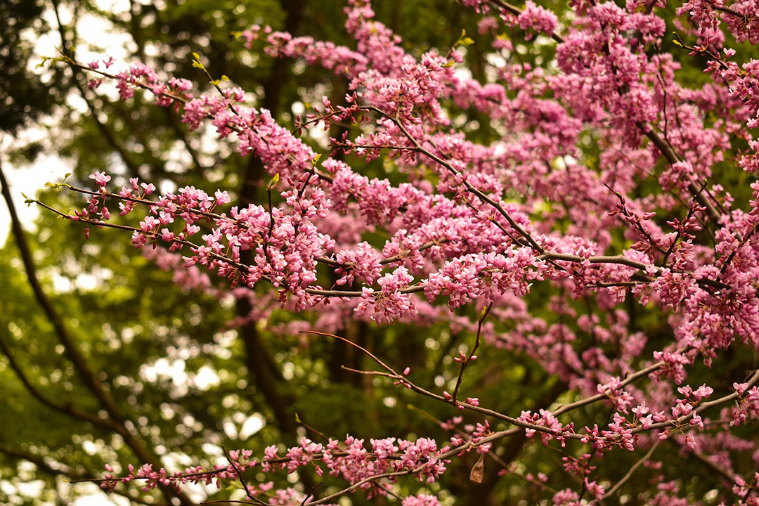 The Western Redbud tree (Cercis Occidentalis) is a favorite choice from the Nifty 50 plant list. Photo: Pixabay/Creative Commons