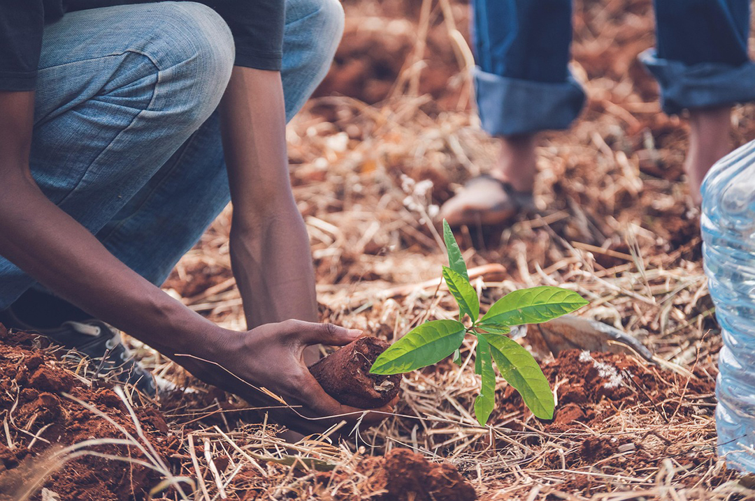 Numerous nonprofit organizations offer support and tips on planting and caring for trees. Photo: Gabriel/Pixabay