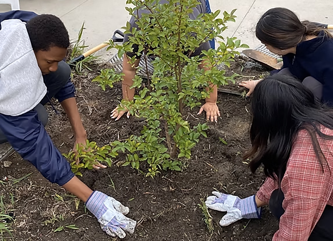 San Diego County residents can volunteer at several tree planting events on Arbor Day. Photo: City of San Diego