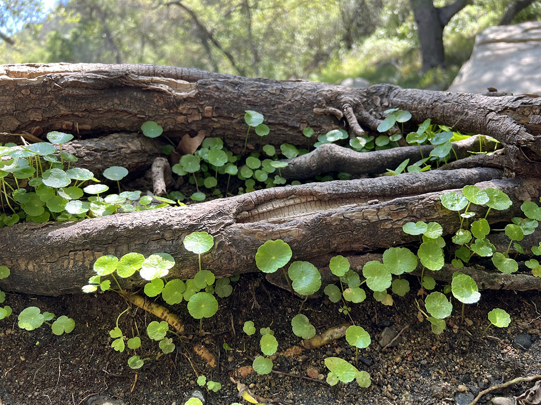The Youth category for photographers age 15 and under was won by Ian Kennedy's photo titled "Clover." Photo Olivenhain Municipal Water District