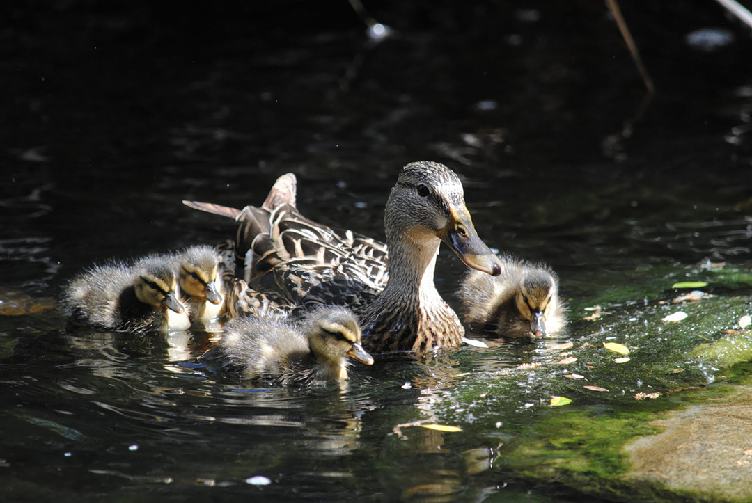 It's two wins for Sienna Schwarz, whose photo "Duck Squad" is the Peoples' Choice winner. Photo: Olivenhain Municipal Water District Elfin Forest Recreational Reserve