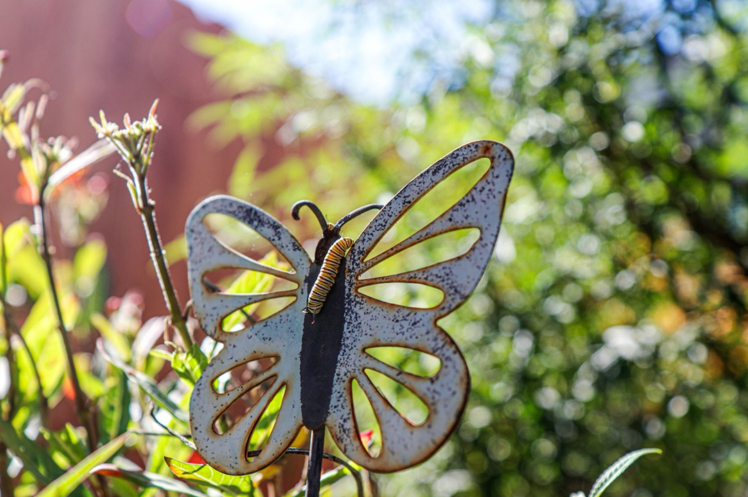 The new landscape features many native plants attractive to pollinators like butterflies, bees, and hummingbirds. Photo: Helix Water District