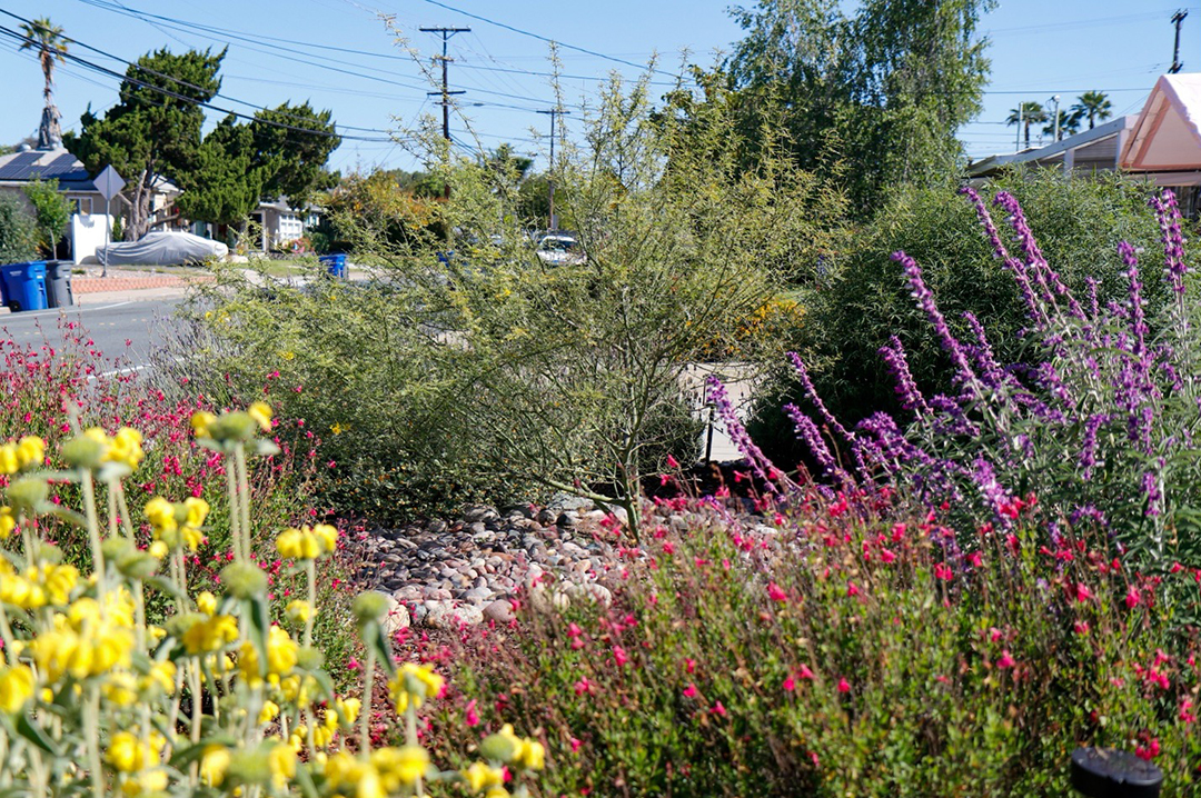 Sinead's mother, who is a talented gardener, helped lay out the plan including the dry river bed. Photo: Helix Water District 2025 WaterSmart Landscape