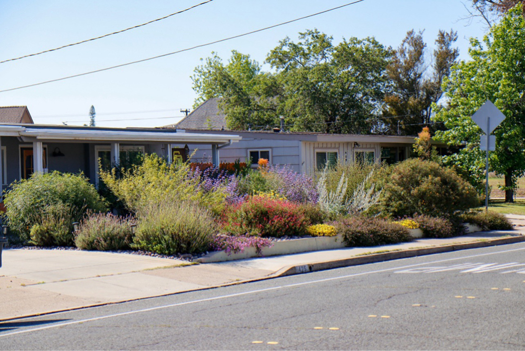The beautiful Fletcher Hills yard filled with native plants is the winner of the Helix Water District 2025 WaterSmart Landscape Contest. Photo: Helix Water District