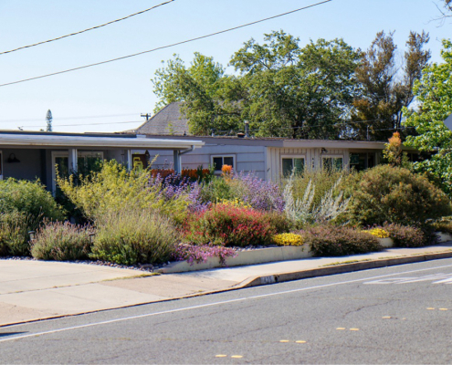 The beautiful Fletcher Hills yard filled with native plants is the winner of the Helix Water District 2025 WaterSmart Landscape Contest. Photo: Helix Water District