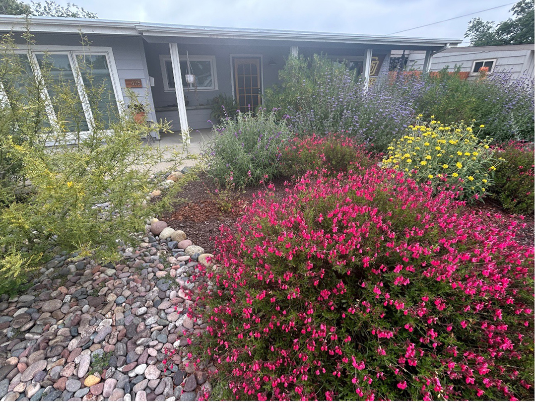This award winning landscape features natives like Cleveland Sage, Desert Mallow, Ceanothus Concha Lilac, White Sage, and Milkweed. Photo: Helix Water District 2025 WaterSmart Landscape