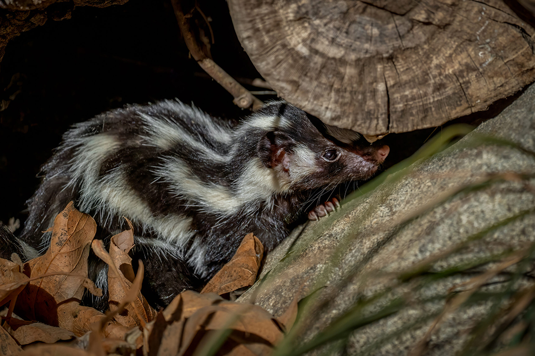 This photo of a juvenile skunk titled "Shelter" by Ronnie Bailey Steinitz is the Animal category winner. Photo: Olivenhain Municipal Water District