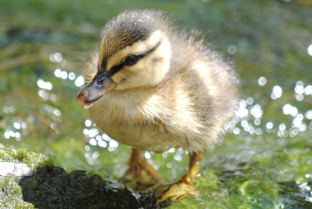 The portrait "Strut Your Duckling Stuff" by Sienna Schwarz won Best in Show in the 2025 Elfin Forest Recreational Reserve Photo Contest. Photo: Olivenhain Municipal Water District