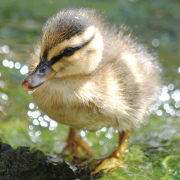The portrait "Strut Your Duckling Stuff" by Sienna Schwarz won Best in Show in the 2025 Elfin Forest Recreational Reserve Photo Contest. Photo: Olivenhain Municipal Water District