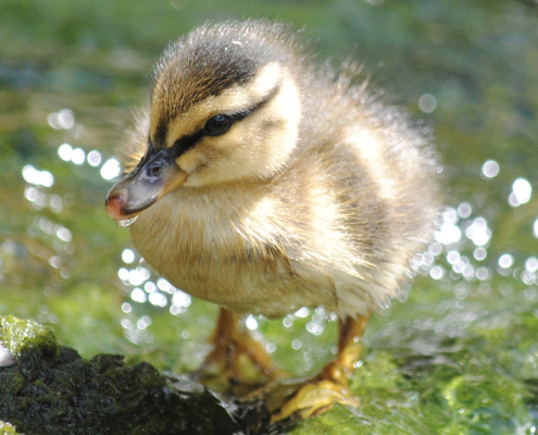The portrait "Strut Your Duckling Stuff" by Sienna Schwarz won Best in Show in the 2025 Elfin Forest Recreational Reserve Photo Contest. Photo: Olivenhain Municipal Water District