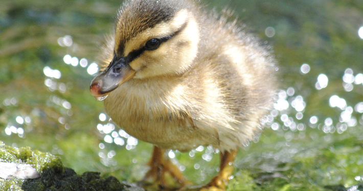 The portrait "Strut Your Duckling Stuff" by Sienna Schwarz won Best in Show in the 2025 Elfin Forest Recreational Reserve Photo Contest. Photo: Olivenhain Municipal Water District