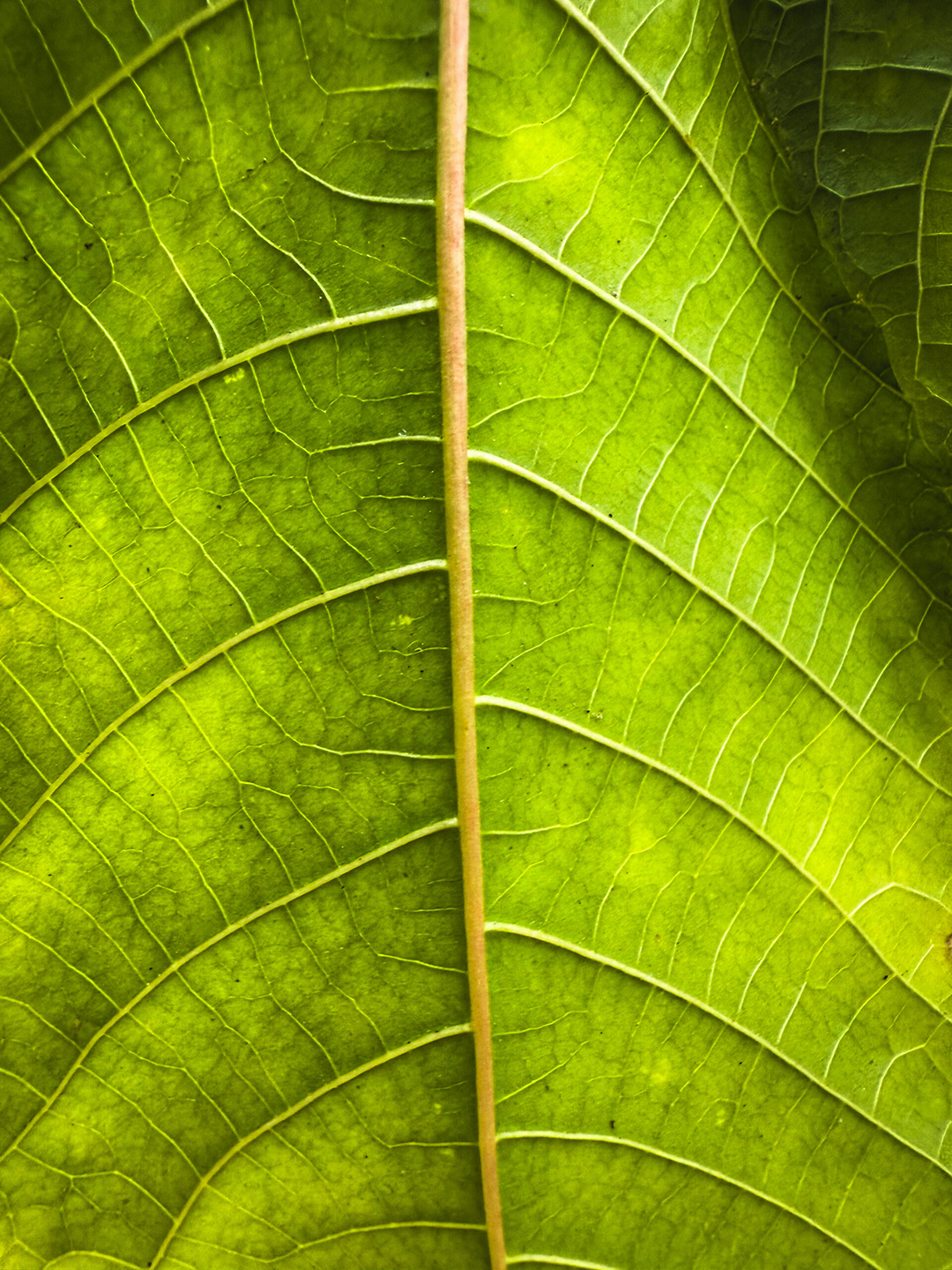 "Veins" by Finn Behle won the Plant category in the 2025 Elfin Forest Recreational Reserve Photo Contest. Photo: Olivenhain Municipal Water District