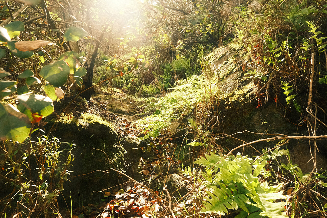 "Welcome to the Jungle" by Brice Folkert won the Scenic View category in the 2025 Elfin Forest Recreational Reserve Photo Contest. Photo: Olivenhain Municipal Water District