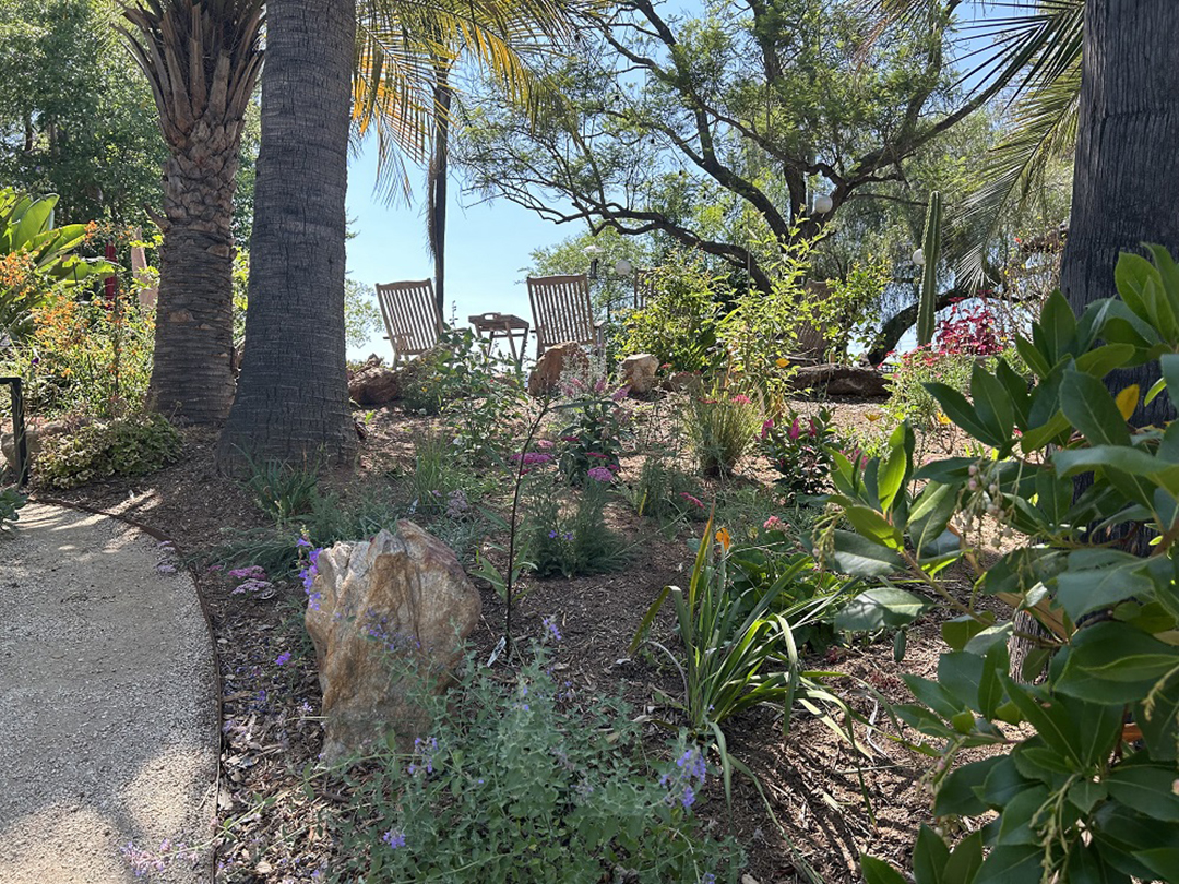 The slope below the “Carpet of Stars” lawn is planted with flowering natives with every color of bloom and foliage. Photo: City of Escondido