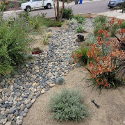 The winning 2025 OMWD landscape project features native plants and is both drought tolerant and fire resistant. Photo: Olivenhain Municipal Water District