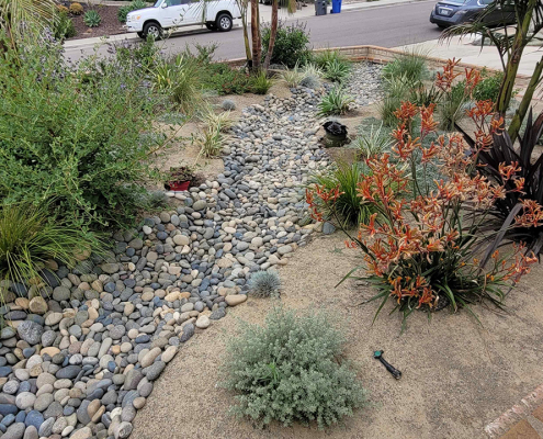 The winning 2025 OMWD landscape project features native plants and is both drought tolerant and fire resistant. Photo: Olivenhain Municipal Water District