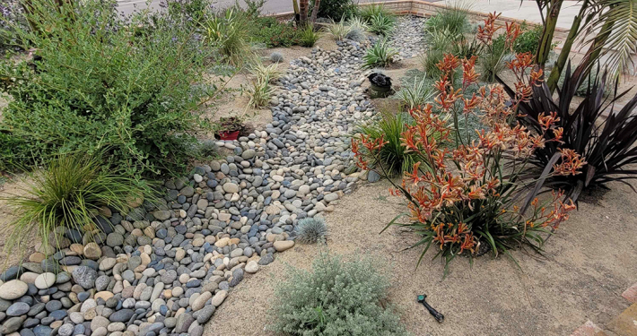 The winning 2025 OMWD landscape project features native plants and is both drought tolerant and fire resistant. Photo: Olivenhain Municipal Water District