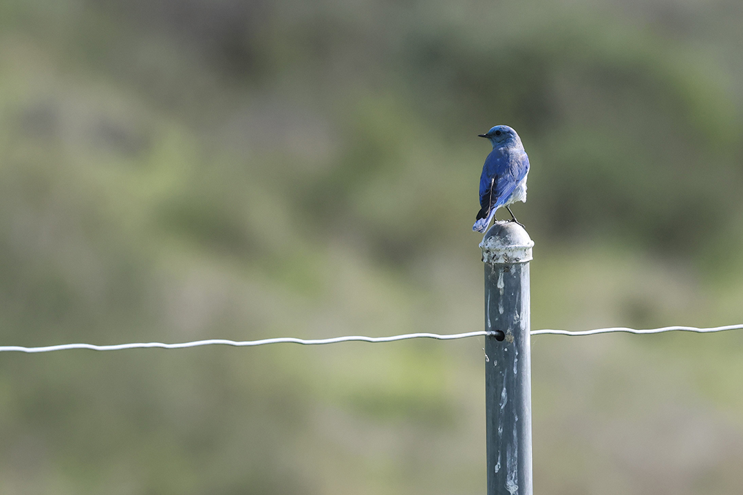 Mountain bluebirds are one of the bird species found in the San Miguel Habitat Management Area. Photo: Otay Water District