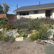 A wildlife and pollinator friendly landscape project is the 2025 winner of the San Dieguito Water District landscape makeover contest. Photo: San Dieguito Water District