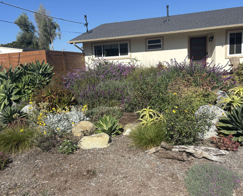 A wildlife and pollinator friendly landscape project is the 2025 winner of the San Dieguito Water District landscape makeover contest. Photo: San Dieguito Water District