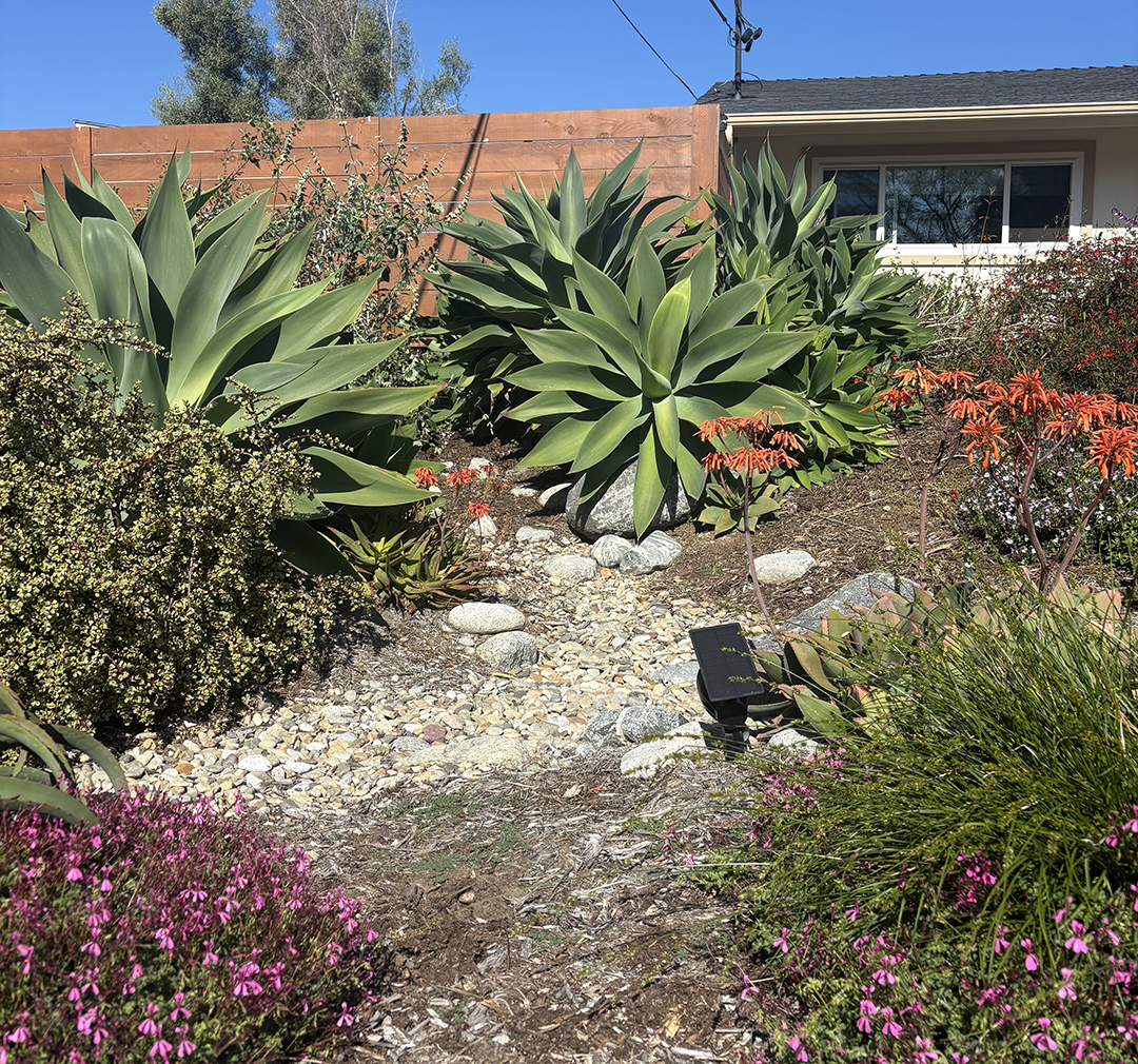 Inclusion of the dry creekbed to replenish groundwater is a major feature of the project. Photo: San Dieguito Water District