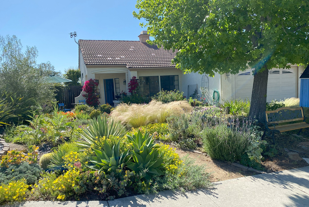 Janet Chambers replace the grass at her new home with plants native pollinators love. Photo: Vista Irrigation District