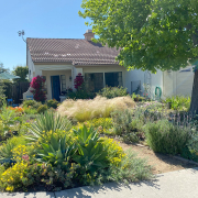 Janet Chambers replace the grass at her new home with plants native pollinators love. Photo: Vista Irrigation District