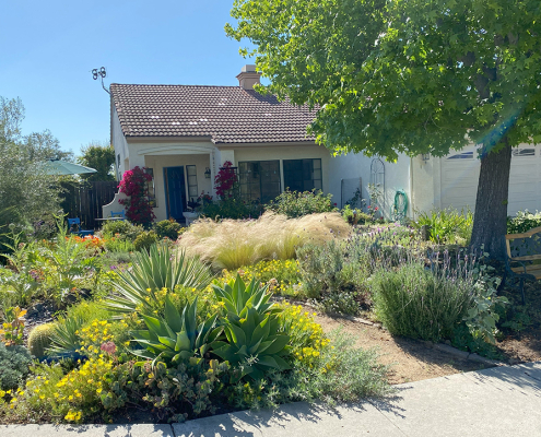 Janet Chambers replace the grass at her new home with plants native pollinators love. Photo: Vista Irrigation District