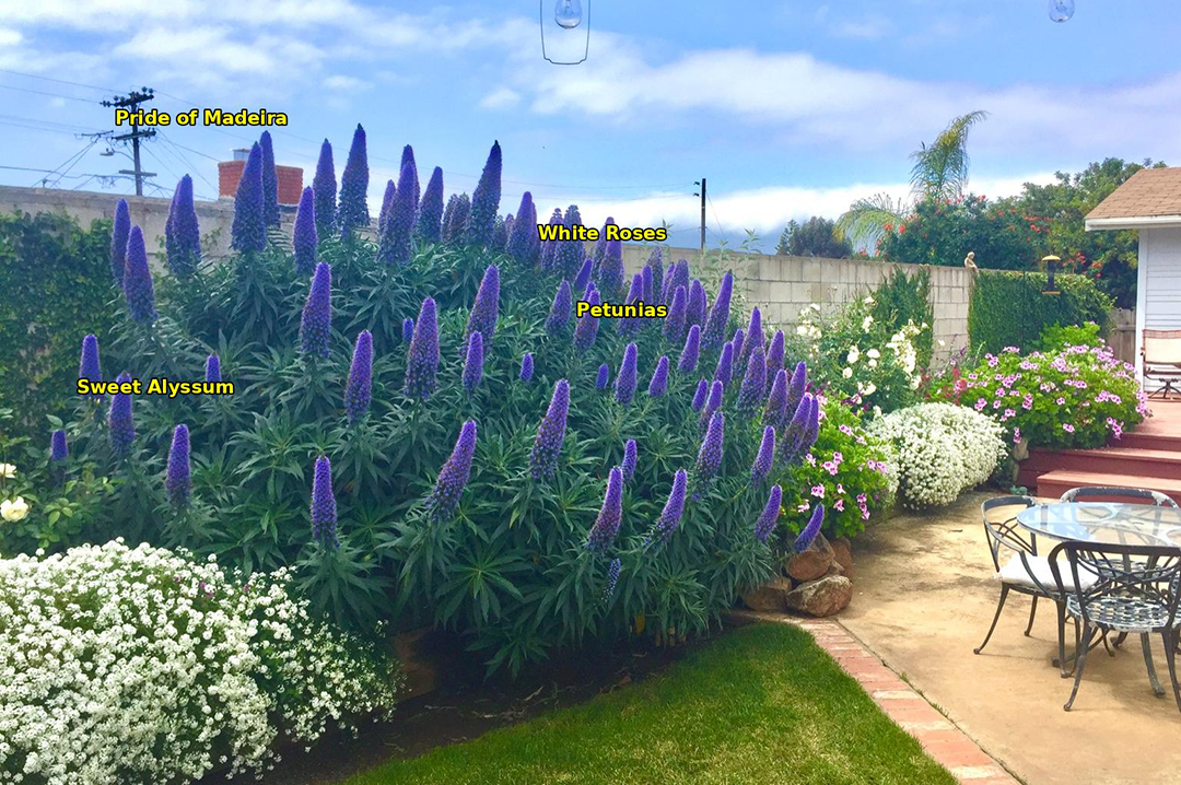 For help choosing beautiful low-water use plants for your landscaping project, refer to the Water Authority's "Happy 100" plant list for help. Photo: City of Oceanside