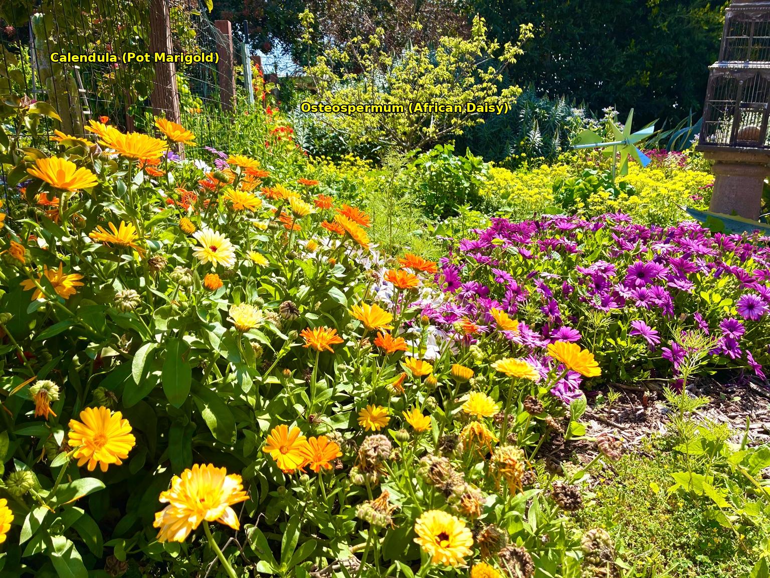 The new landscaping is full of colorful, water wise plants with flowers that attract pollinators. Photo: City of Oceanside