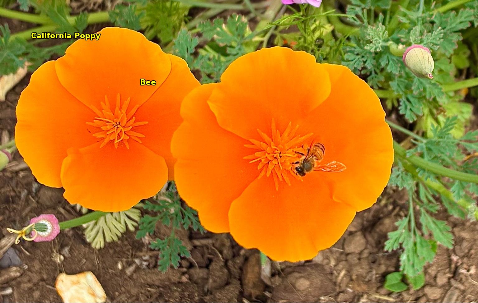 California poppies are stars in the landscape. Photo: City of Oceanside