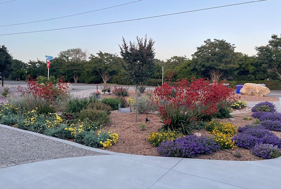 The Shultzs selected pollinator friendly plants and did most of the installation themselves. Photo: Vallecitos Water District landscape makeover