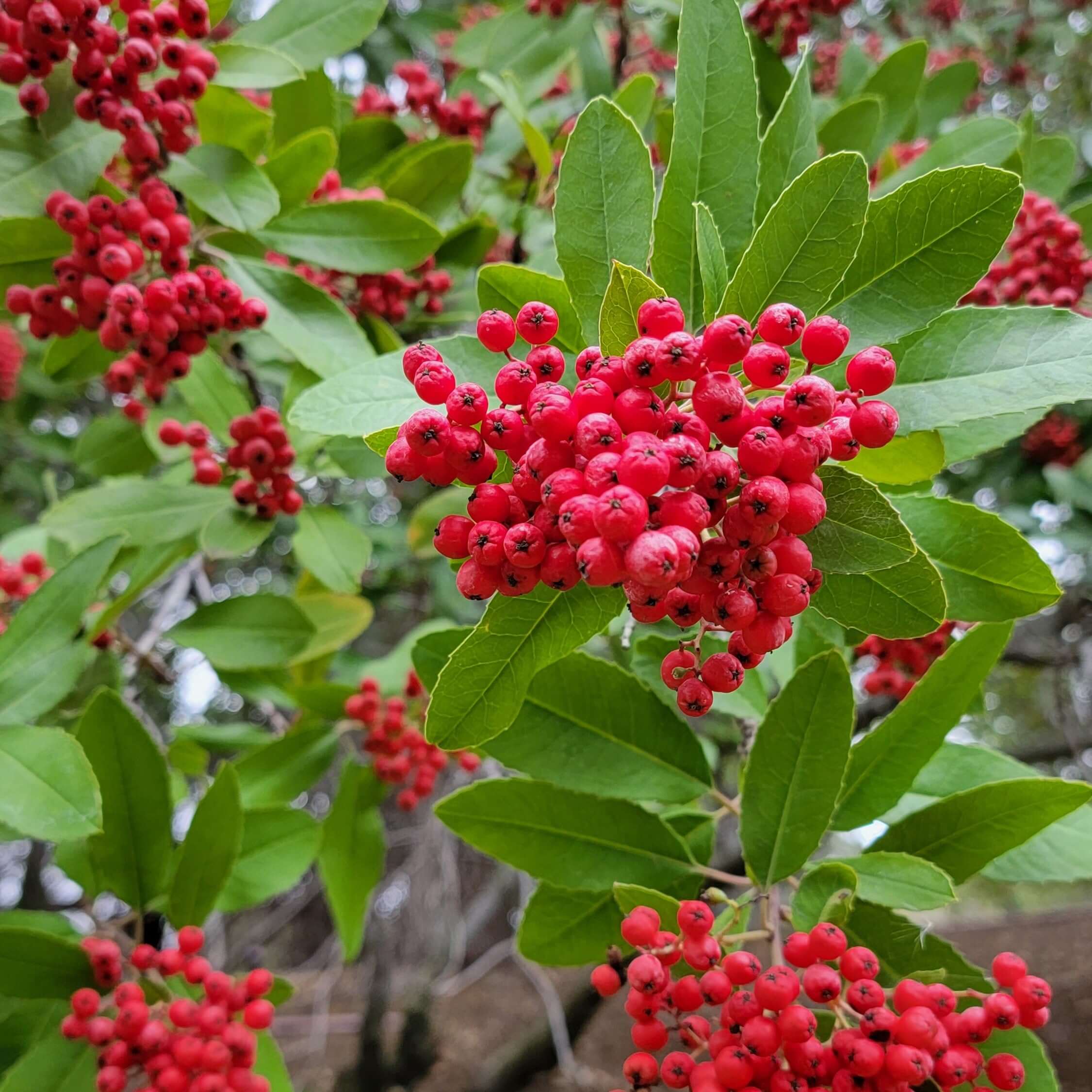 Toyon