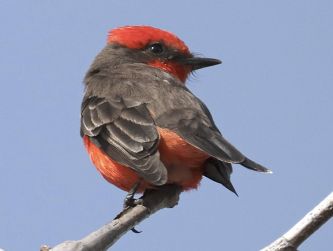 Vermillion Flycatcher at Sweetwater Reservoir in December 2024. Photo: RodgerBPhoto/Instagram holiday