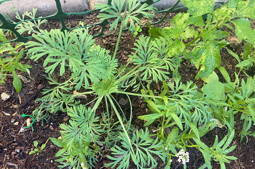 California poppy seeds are available in the Seed Library, contributed by Dean Williams. Photo: Courtesy Dean Williams