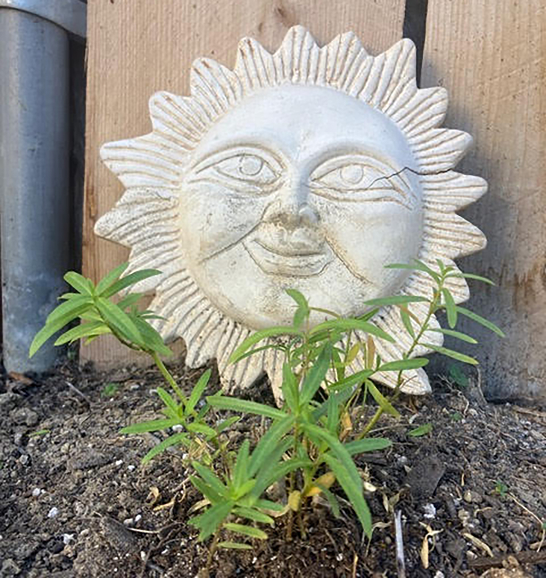 Milkweed is one of the many types of seeds contributed from the personal garden of Dean WIlliams. Photo: Courtesy Dean Williams