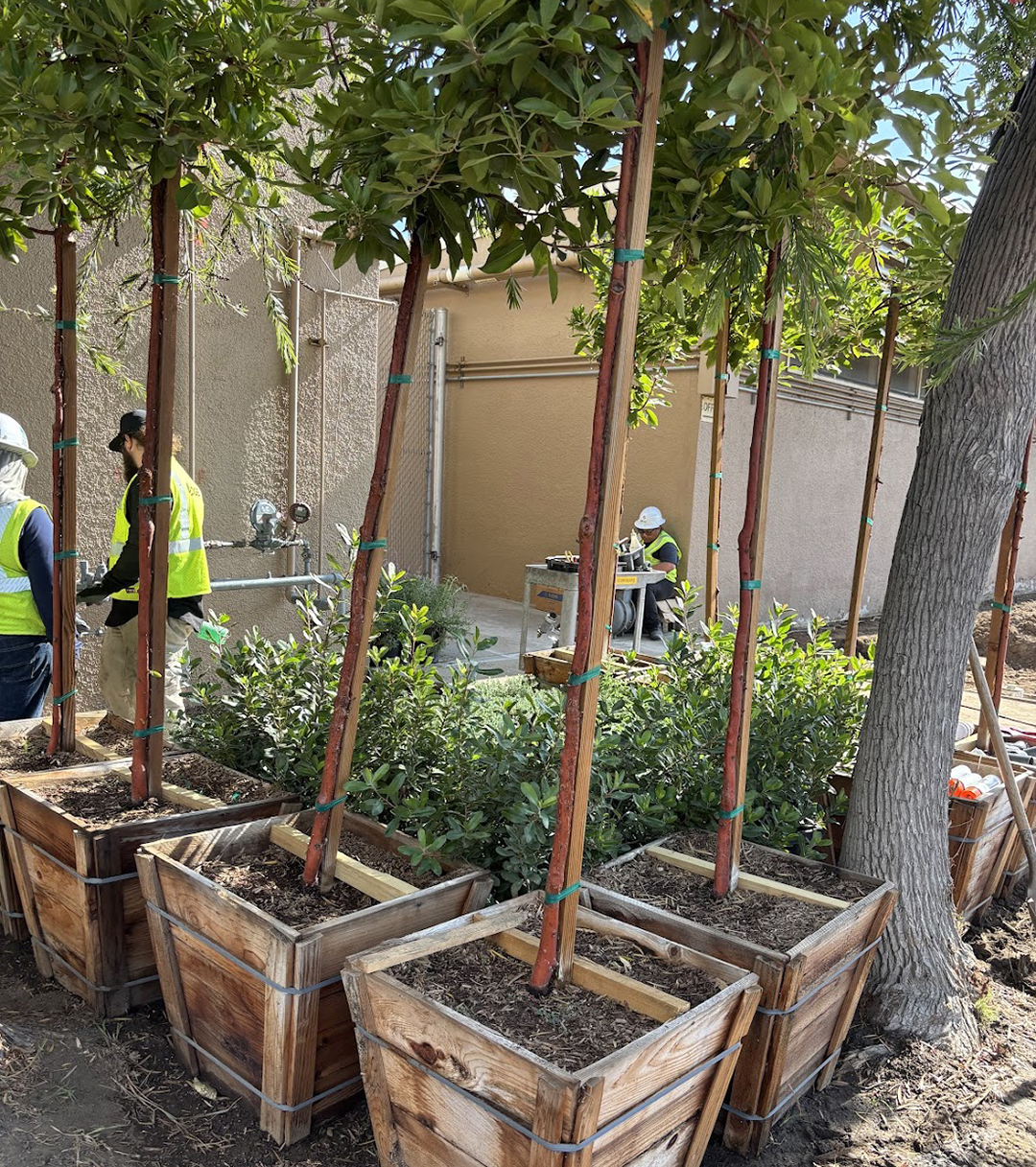 New trees and pollinator friendly plants create a fresh environment for wildlife, for school staff and students, and for the Clairemont neighborhood. Photo: Courtesy Whittier School