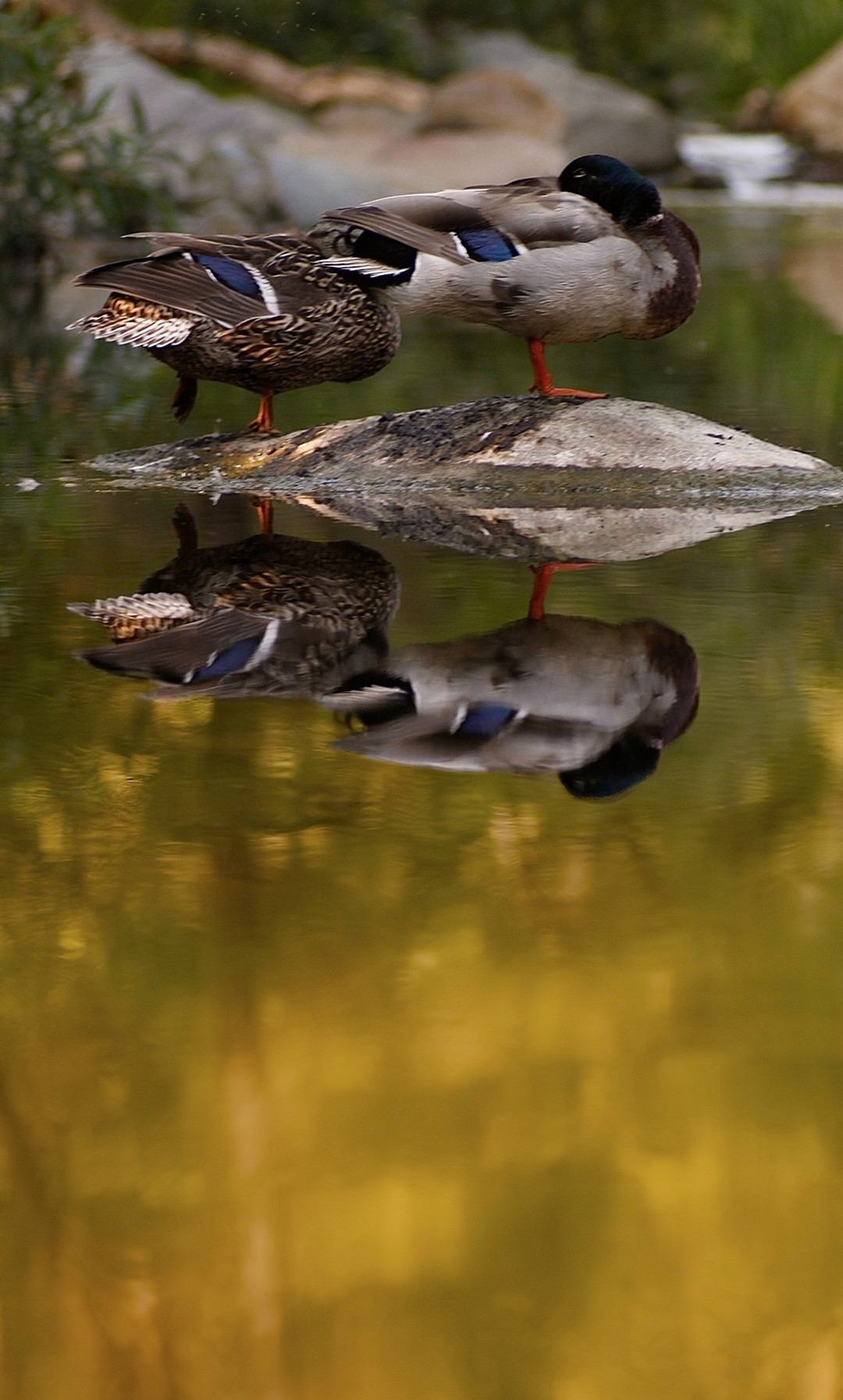 Elfin Forest Recreational Reserve 2026 Amateur Photo Contest: Youth - “Ducks” by Nathan Hainley