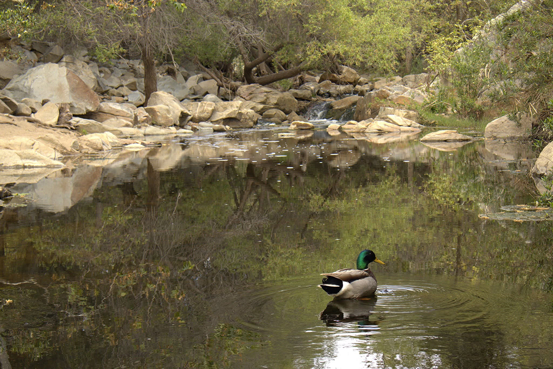 Elfin Forest Recreational Reserve 2026 Amateur Photo Contest: People’s Choice - “Solitude in Peace” by Kyan Starr