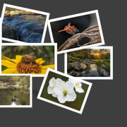 Seven talented photographers were named as the winners of the Elfin Forest Recreational Reserve 2026 Amateur Photo Contest. Photo Collage: Olivenhain Municipal Water District