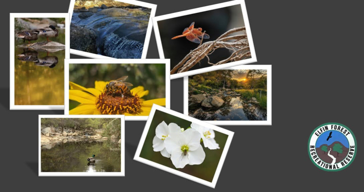 Seven talented photographers were named as the winners of the Elfin Forest Recreational Reserve 2026 Amateur Photo Contest. Photo Collage: Olivenhain Municipal Water District