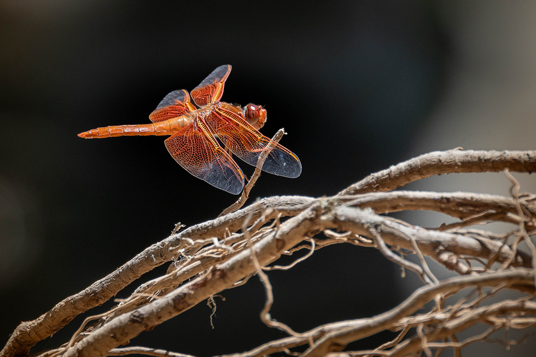Elfin Forest Recreational Reserve 2026 Amateur Photo Contest: Animals - “Flame Skimmer” by Atticus Williams