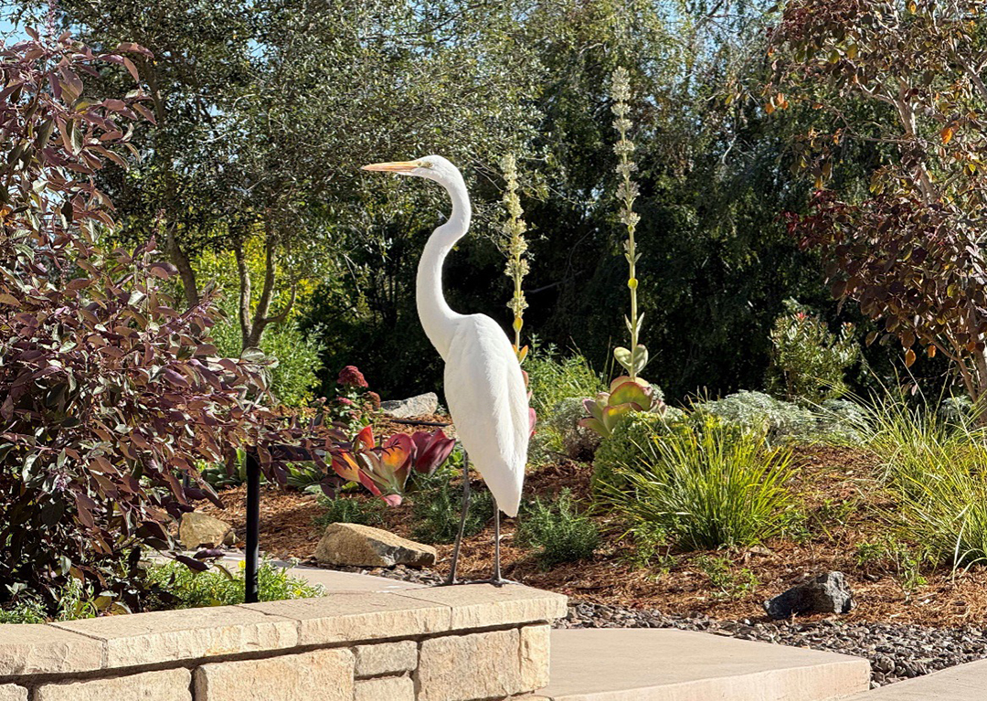 Mark and Terri's new landscaping received an appreciative visit from a Great Egret, commonly seen at Santee Lakes or Lindo Lake County Park in Lakeside. Photo: Helix Water District