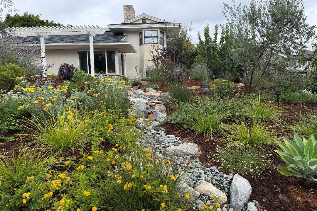 The 2026 Helix Water District's landscape contest winning homeowners made use of local resources to research their design plan and plant choices. Photo: Helix Water District