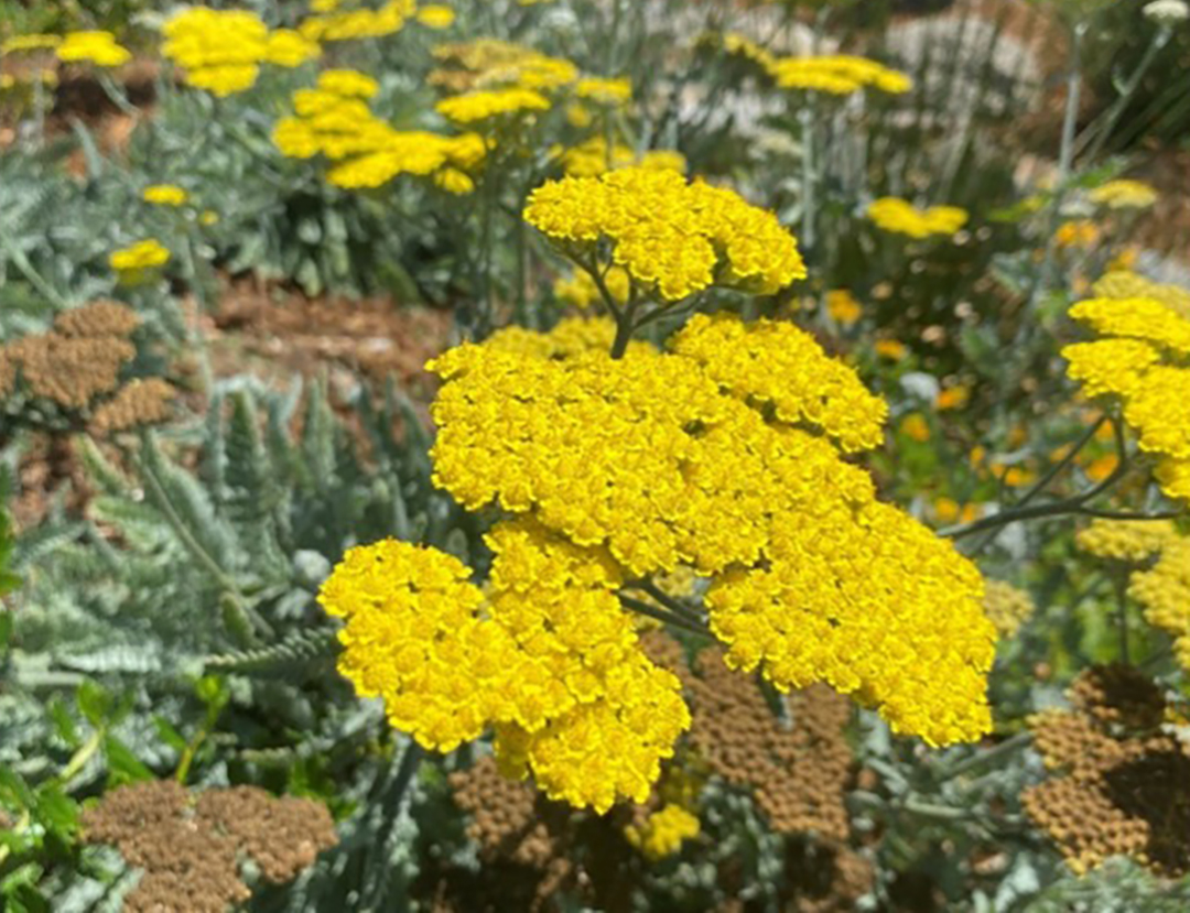 Terri did the floral design for the new landscaping. Photo: Helix Water District