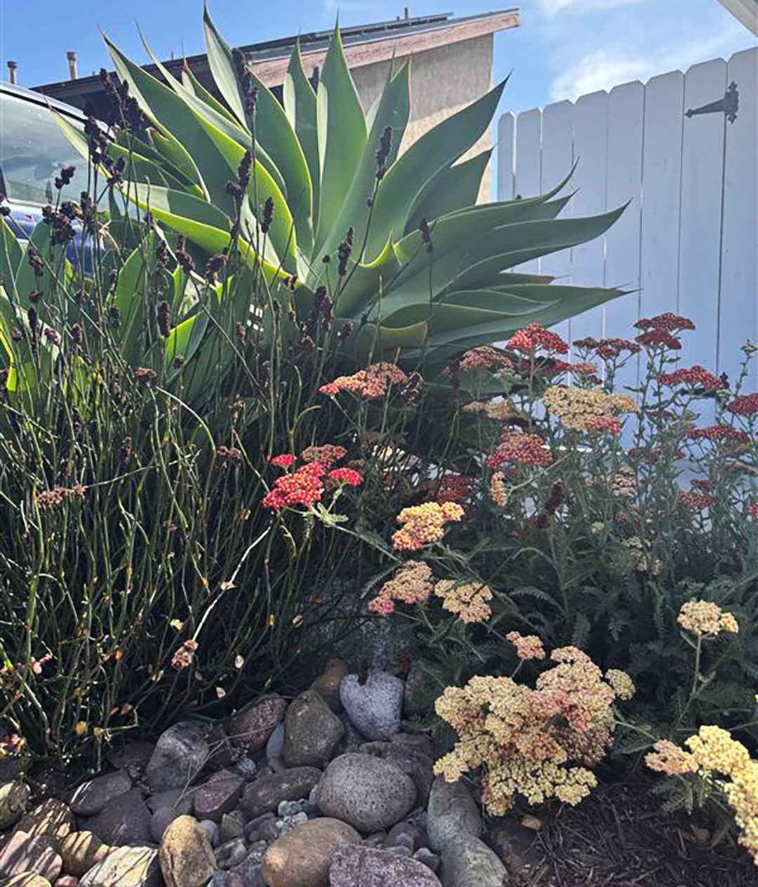A large Agave Attenuata, Yarrow, and Small Cape Rush in the winning landscape. Photo: T. Watson/City of Oceanside