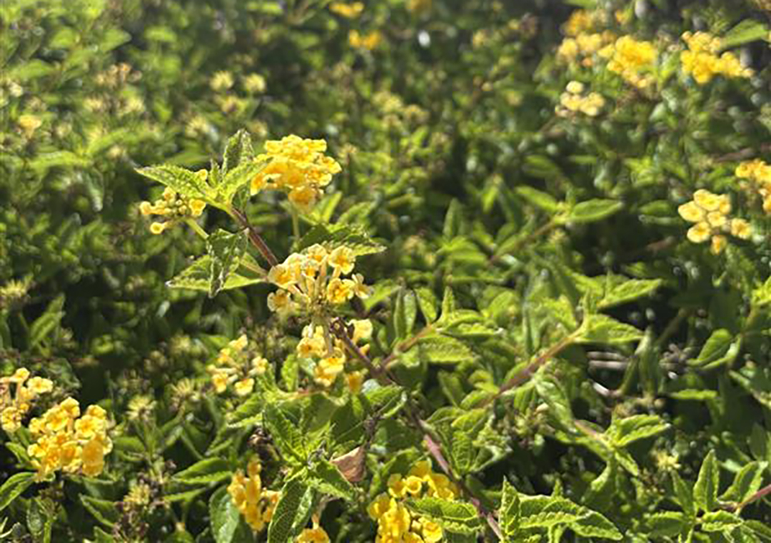 Yellow Lantana was added to the landscape to attract pollinators. Photo: T. Watson/City of Oceanside