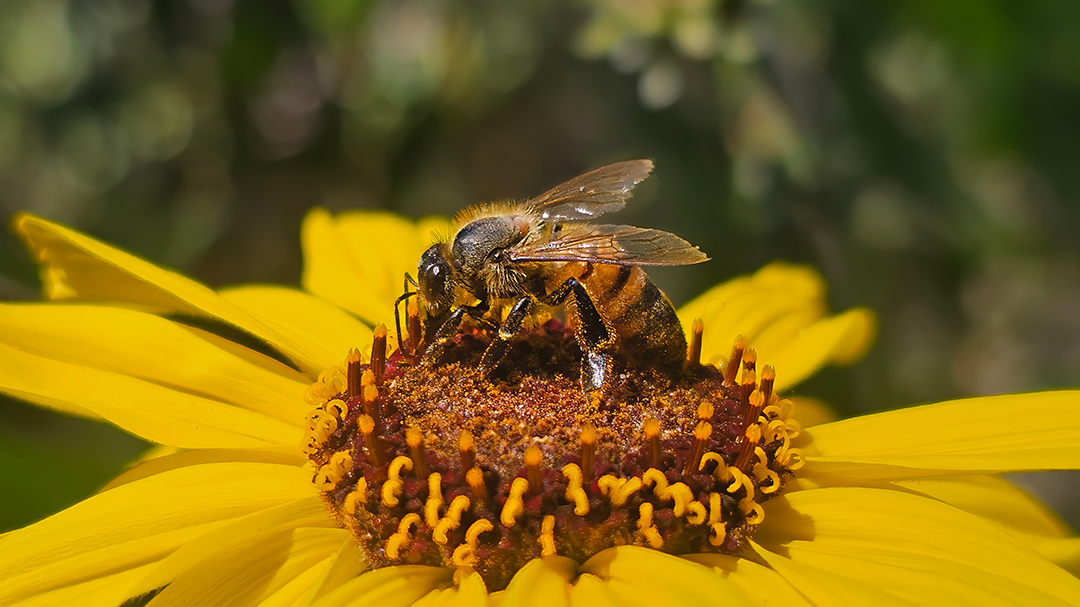 Elfin Forest Recreational Reserve 2026 Amateur Photo Contest: Best in Show - “Pollination” by Keith Kelley